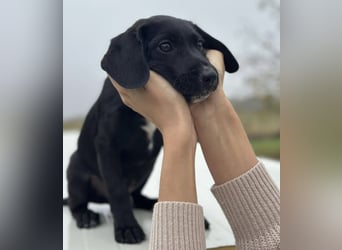 Timon ein kleiner Engel