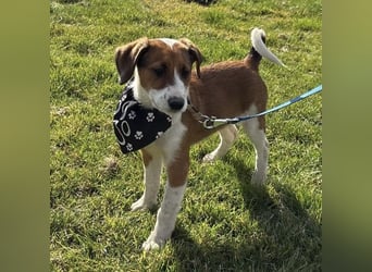 Harti ein lebhafter Hundebub