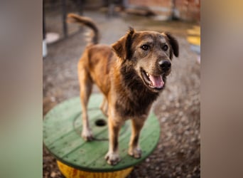 Casper ein toller Rüde