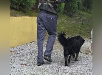 Iris eine wundervolle ruhige Hündin