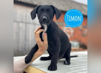 Timon ein kleiner Engel