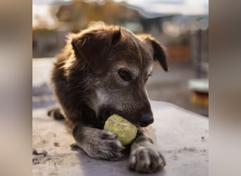 Casper ein toller Rüde