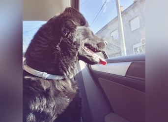 Pan ein sehr freundlicher Rüde