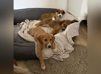 Roli ein sanfter verspielter Hundebub