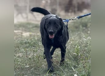 Blacky eine Knutschkugel Blacky eine Knutschkugel