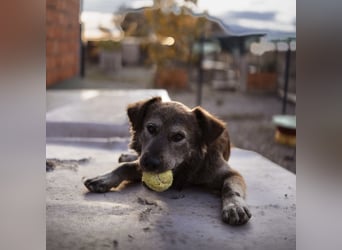 Casper ein toller Rüde