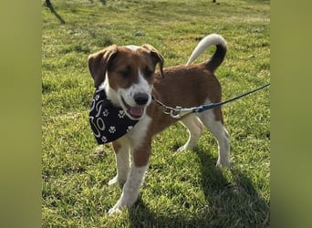 Harti ein lebhafter Hundebub