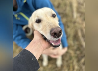 Iggy ein Menschenliebender Rüde