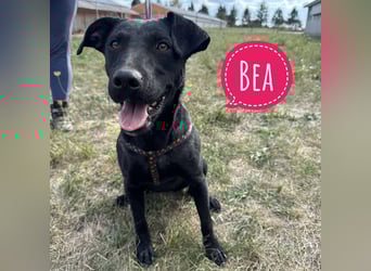 Bea eine freundliche Familienhündin Bea eine freundliche Familienhündin