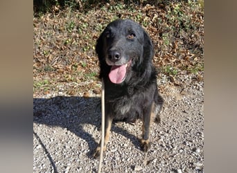 Iris eine wundervolle ruhige Hündin