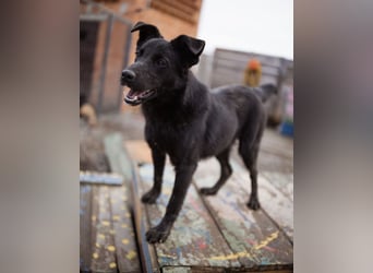 Loris ein schwarzer Schwan