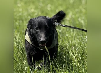 Blacky eine Knutschkugel Blacky eine Knutschkugel