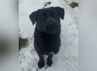 Honda eine wundervolle Hündin