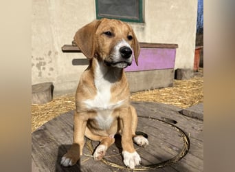 Roli ein sanfter verspielter Hundebub