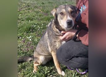 Diwa eine unglaublich liebe Hündin