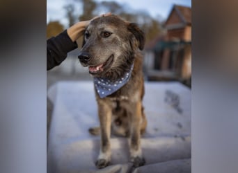 Casper ein toller Rüde