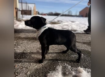 Bart ein absoluter Welpenbub