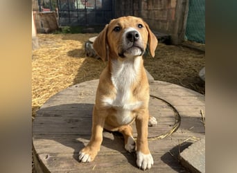 Roli ein sanfter verspielter Hundebub