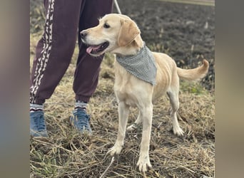 Iggy ein Menschenliebender Rüde