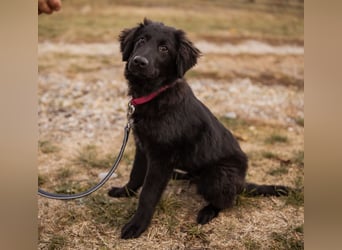 Junak ein sanfter Hundebub