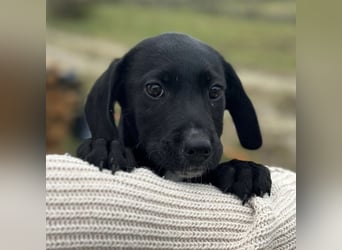 Timon ein kleiner Engel