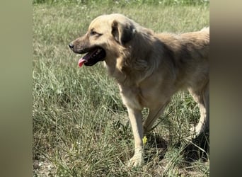 Monty ein toller Rüde