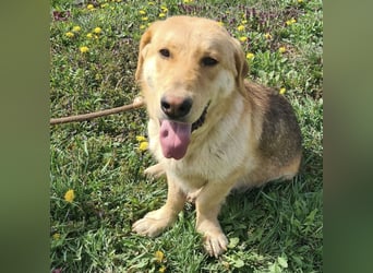 Biscotto- ein absoluter sanfter Traumhund