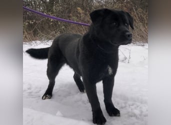 Honda eine wundervolle Hündin