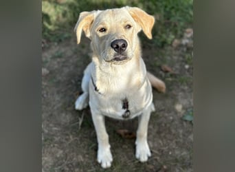 Tommy ein Familienhund
