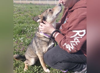 Diwa eine unglaublich liebe Hündin