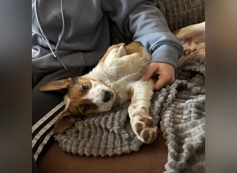 Harti ein lebhafter Hundebub