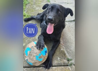 Pan ein sehr freundlicher Rüde