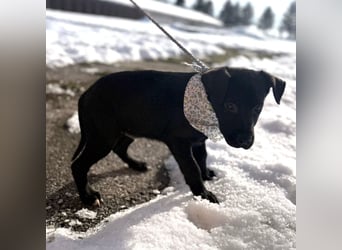 Bart ein absoluter Welpenbub