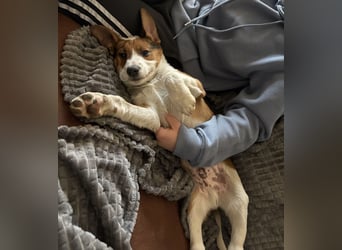 Harti ein lebhafter Hundebub