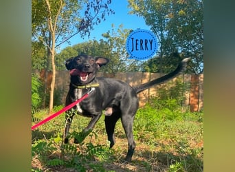 Jerry ein absoluter Traumhund