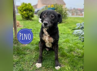 Pino ein Freund fürs Leben