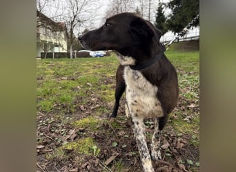 Lenka braucht ein neues Zuhause