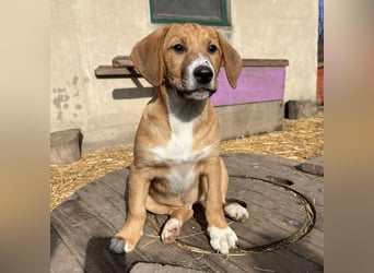 Roli ein sanfter verspielter Hundebub