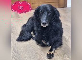 Iris eine wundervolle ruhige Hündin