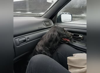 Iris eine wundervolle ruhige Hündin