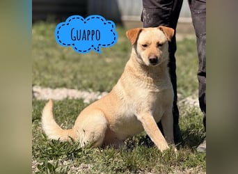 Guappo ein sehr süßer Kerl