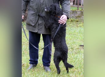 Dante ein Schatz der geliebt werden möchte