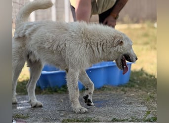 Lion ein sehr freundlicher Rüde