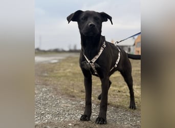 Kana eine sehr elegante Hündin