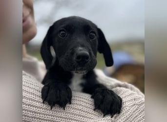 Timon ein kleiner Engel