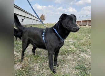 Blacky eine Knutschkugel Blacky eine Knutschkugel