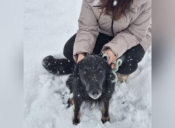 Iris eine wundervolle ruhige Hündin