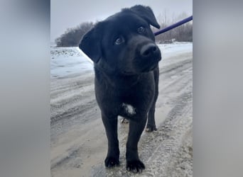 Honda eine wundervolle Hündin