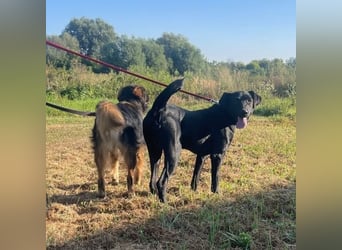 Jerry ein absoluter Traumhund