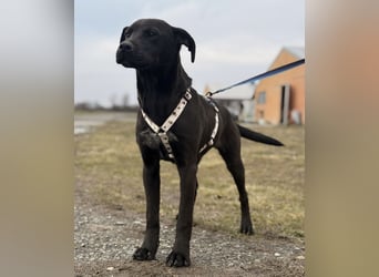 Kana eine sehr elegante Hündin